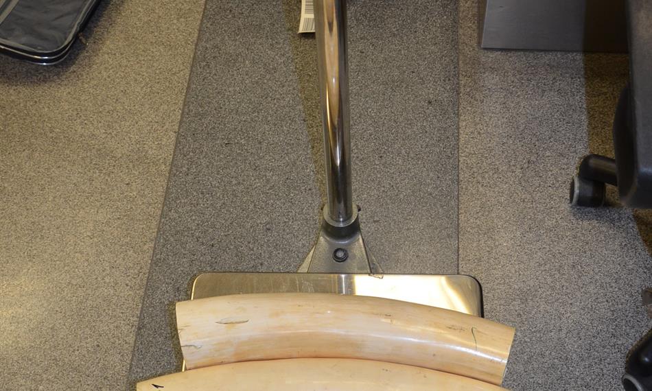 2014-2-24-122213. foto-sloní kly.jpg